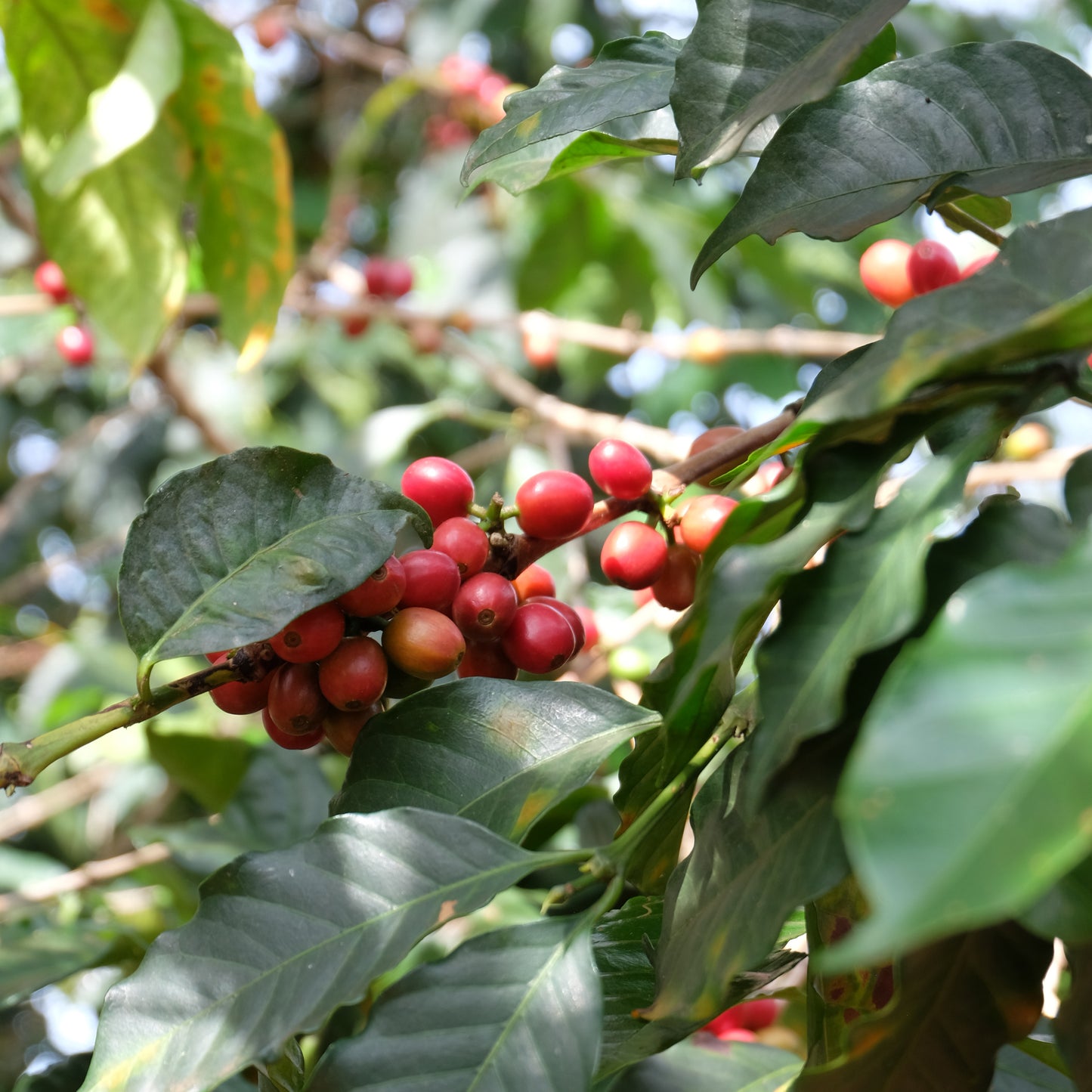 【Obscura Select】Single Origin x 3 Set (7oz x 3)