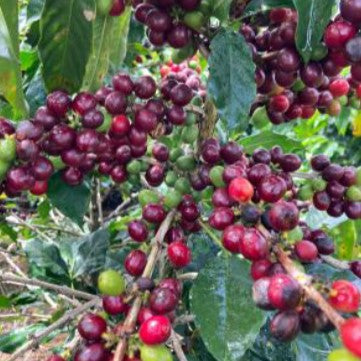【Costa Rica】La Rosa 35oz