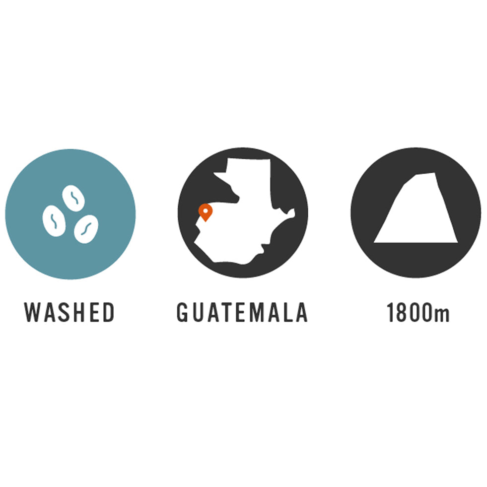 【Guatemala】Finca La Burbuja 35oz