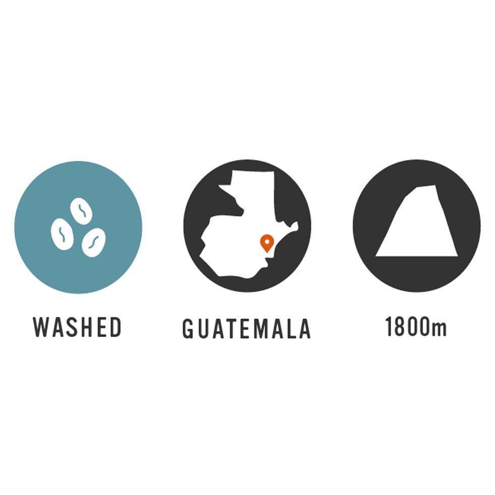 【Guatemala】Finca Lomas Altas 7oz