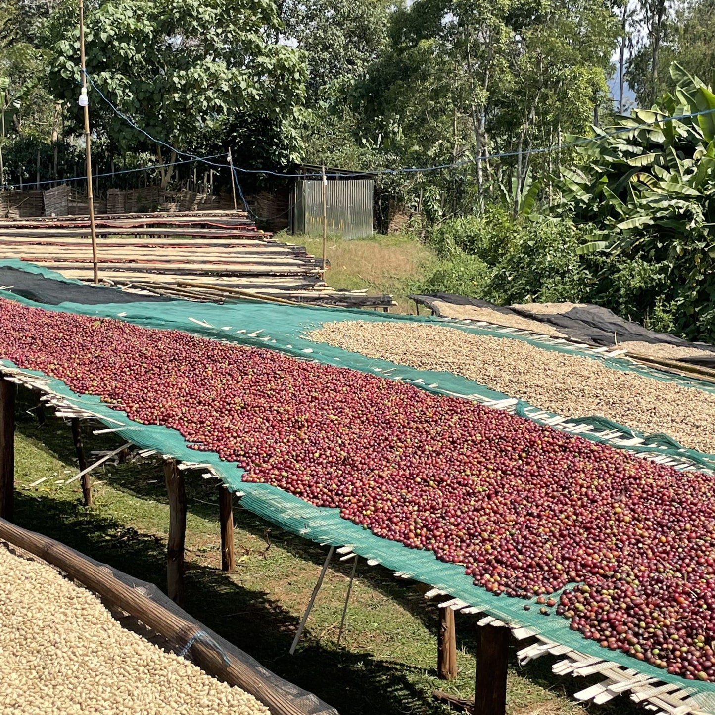 【Ethiopia】Bombe DS 35oz