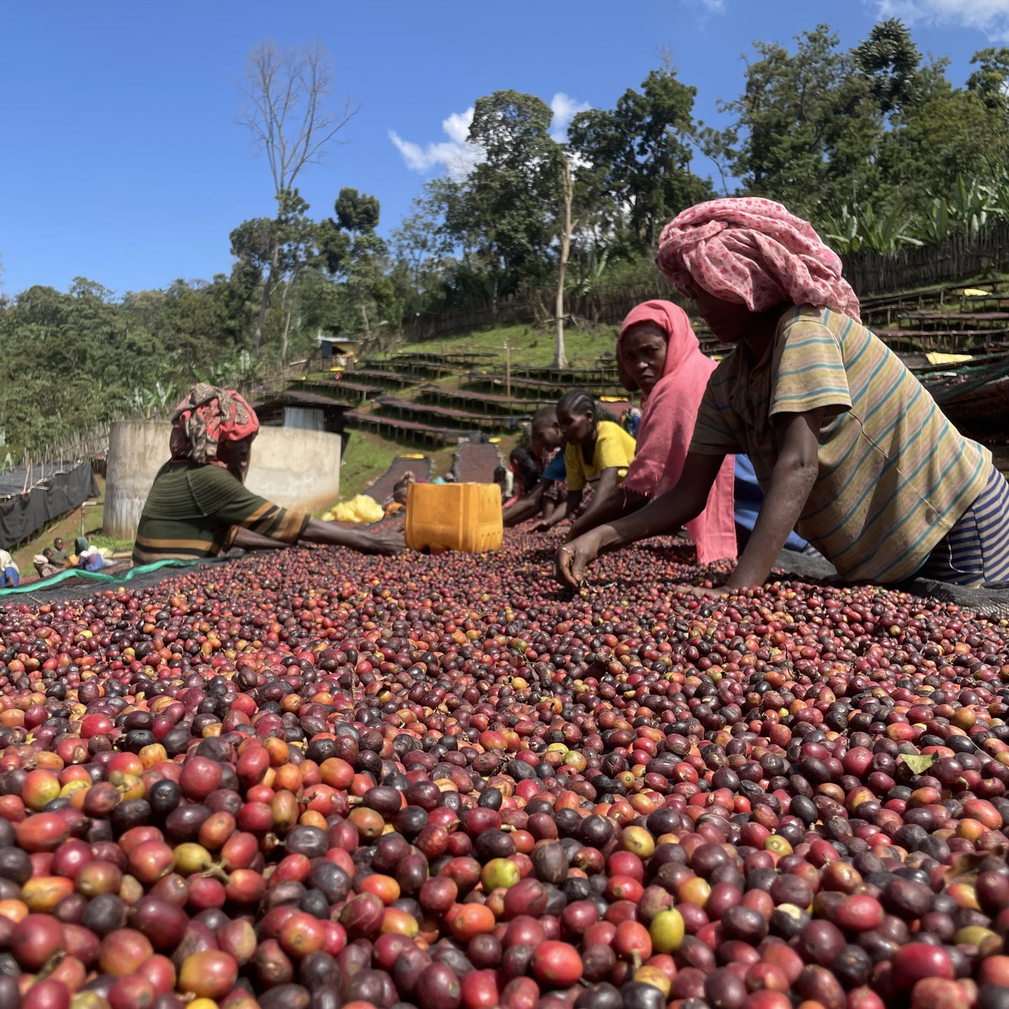 【Ethiopia】Bombe 7oz