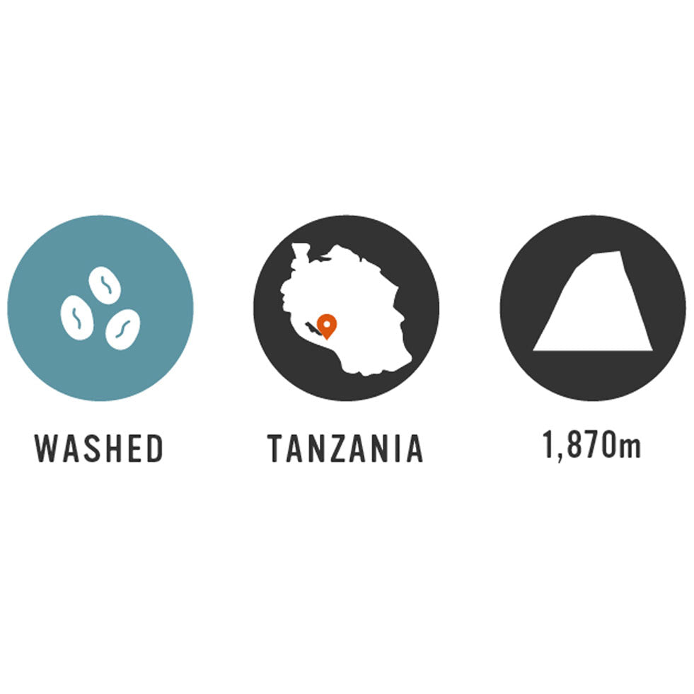 【Tanzania】Iloma AMCOS 7oz